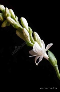 augmented_Polianthes tuberosa flower11_0_5920.jpeg